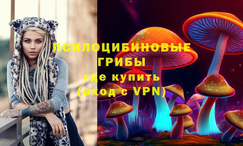 Галлюциногенные грибы Cubensis  где продают   Бородино 